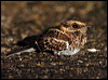 Click here to enter gallery and see photos/pictures/images of White-tailed Nightjar gallery