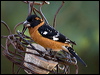 Click here to enter gallery and see photos/pictures/images of Black-headed Grosbeak