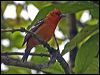Click here to enter gallery and see photos/pictures/images of Flame-colored Tanager