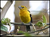 Click here to enter gallery and see photos/pictures/images of Golden Grosbeak