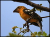 Click here to enter gallery and see photos of: Red-crowned Ant Tanager; Flame-colored and Western Tanagers; Black-headed, Blue and Golden Grosbeaks; Greyish and Streaked Saltators.