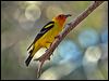 Click here to enter gallery and see photos/pictures/images of Western Tanager