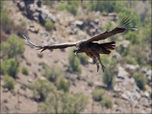 Andean Condor andean_condor_207331.psd
