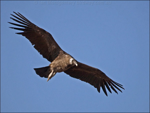 Andean Condor photo image 7 of 18 by Ian Montgomery at birdway.com.au