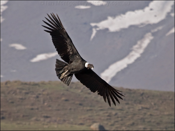 Andean Condor andean_condor_207481.psd