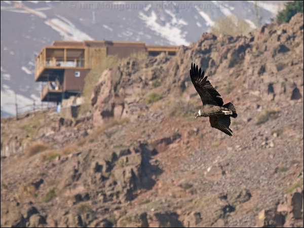 Andean Condor andean_condor_207496.psd