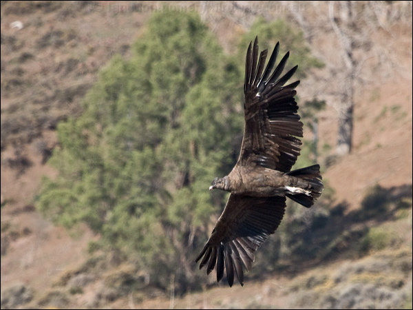 Andean Condor andean_condor_207499.psd