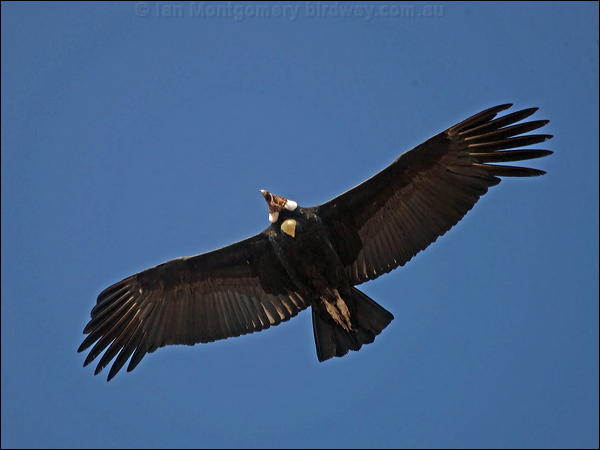 Andean Condor andean_condor_207513.psd