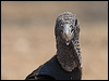 Click here to enter gallery and see photos of Black Vulture