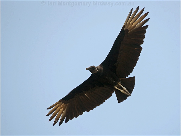 Black Vulture black_vulture_202327.psd
