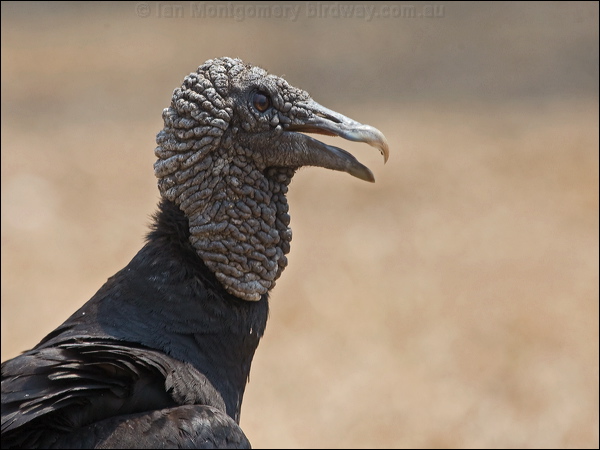Black Vulture black_vulture_202395.psd