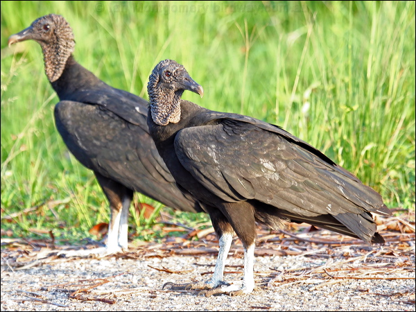 Black Vulture black_vulture_24235.psd