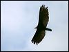 Click here to enter gallery and see photos of Greater Yellow-headed Vulture