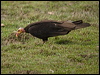 less_yehead_vulture_203161
