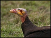 Click here to enter gallery and see photos of Lesser Yellow-headed Vulture