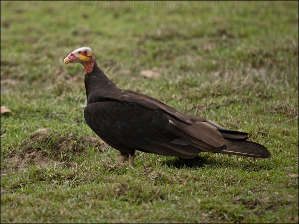 Lesser Yellow-headed Vulture less_yehead_vulture_203163.psd