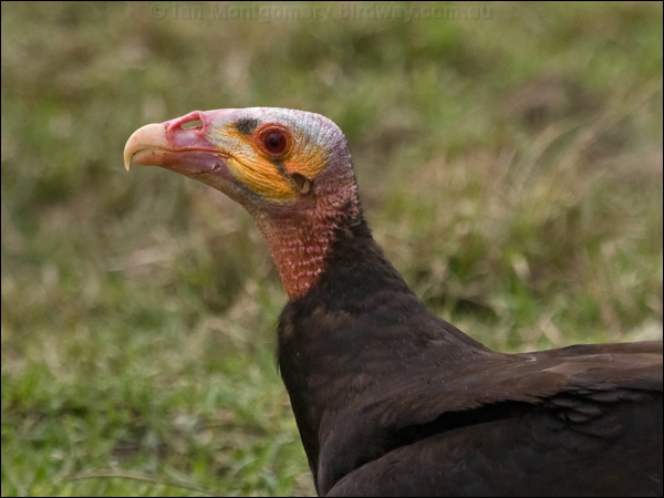 Lesser Yellow-headed Vulture less_yehead_vulture_203166.psd