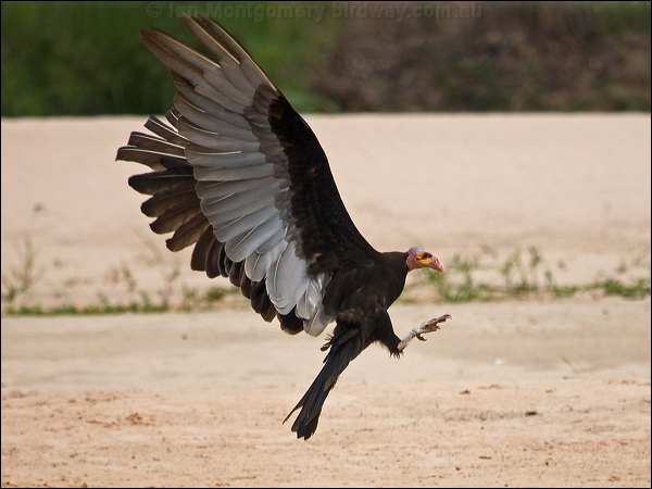 Lesser Yellow-headed Vulture less_yehead_vulture_205539.psd