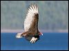 Click here to enter gallery and see photos of Turkey Vulture