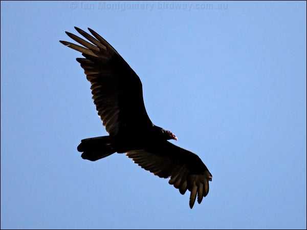 Turkey Vulture turkey_vulture_66620.psd