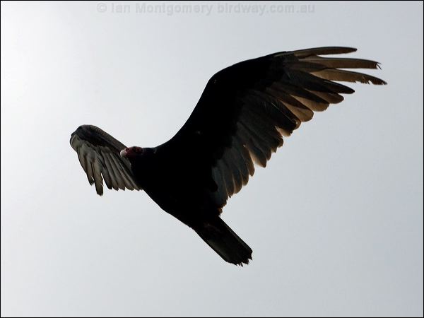 Turkey Vulture turkey_vulture_68434.psd