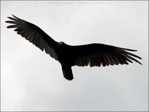 Turkey Vulture turkey_vulture_68435.psd