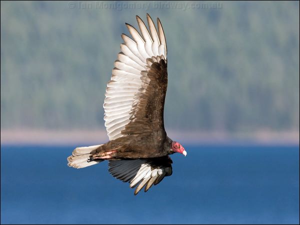 Turkey Vulture turkey_vulture_68974.psd