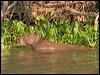 capybara_202601