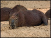 capybara_203906