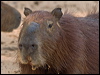 Click here to enter gallery and see photos of: Capybara