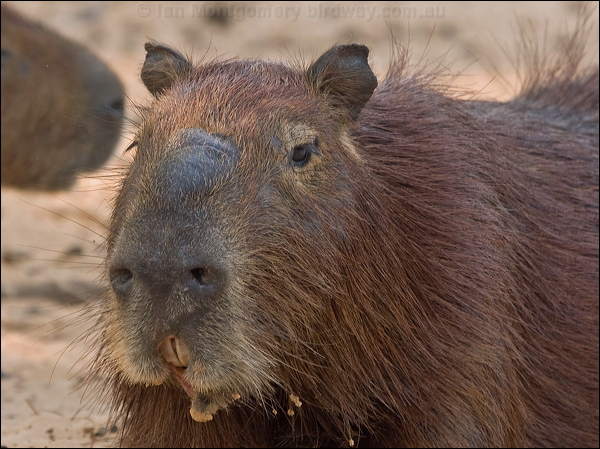 Capybara capybara_203907.psd