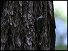Click here to enter gallery and see photos of: Eurasian, American Treecreeper