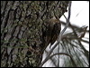 Click here to enter gallery and see photos/pictures/images of Brown (American) Treecreeper