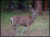 Click here to enter gallery and see photos/pictures/images of Columbian Black-tailed Deer