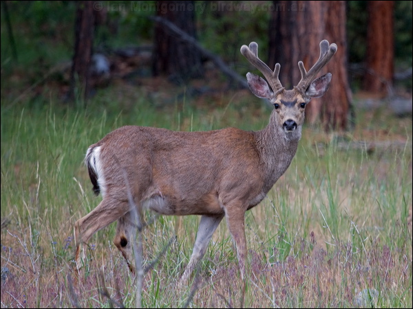 Columbian Black-tailed Deer* photo image 1 of 2 by Ian Montgomery at ...