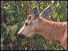 Click here to enter gallery and see photos/pictures/images of Marsh Deer