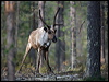 Click here to enter gallery and see photos/pictures/images of Reindeer/Caribou