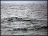 Click here to enter gallery and see photos/pictures/images of Blue Whale