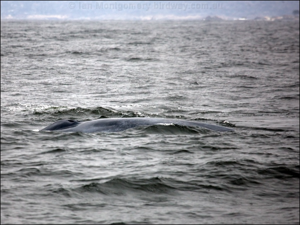 Blue Whale blue_whale_107604.psd