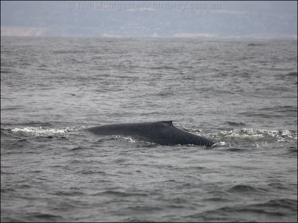 Blue Whale blue_whale_107605.psd