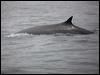 Click here to enter gallery and see photos/pictures/images of Fin Whale