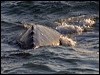 Click here to enter gallery and see photos/pictures/images of Grey Whale