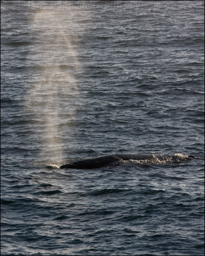 Grey Whale grey_whale_108356.psd
