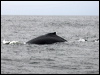 humpback_whale_n_107575