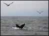 humpback_whale_n_107576