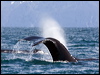 Click here to enter gallery and see photos of: Blue, Fin, Humpbacked & Grey Whales; Pacific White-sided Dolphin