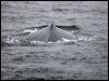 humpbacked_whale_107030