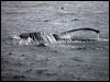 humpbacked_whale_107038