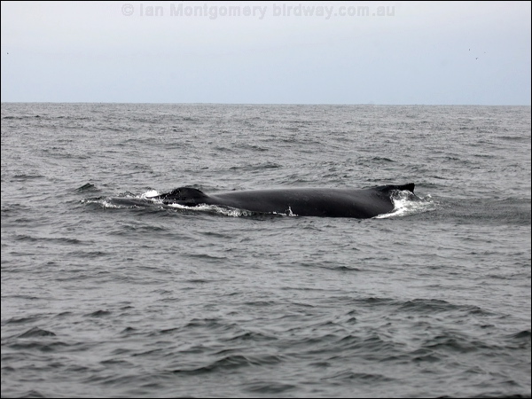 Humpback Whale humpback_whale_n_107574.psd