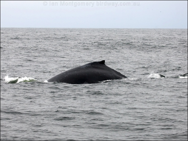 Humpback Whale humpback_whale_n_107575.psd